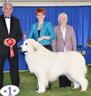 Mrs C Kenyon & Mr A J Ward Ch Charibere Simply Special At Chezanna JW Sh.CM with veteran group judge Mr R Kinsey 