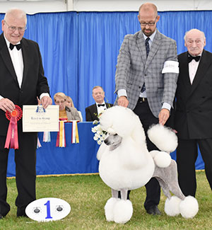 Mr J Lynn, Mr T Isherwood & Mrs M Nilsson Ch Afterglow Poppa Don't Preach with group judge Mr R Searle & Mr M Freeman (Secretary)
