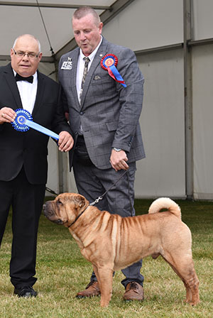 Mr & Mrs A D & H K Morris Ch Ashowai Ready To Rock JW Sh CM with Mr C Woodward (Committee)