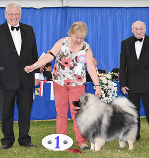 Mrs M Harris Kichigai Boy Is Back In Town For Watchkees with puppy group judge Mr R Searle & Mr M Freeman (Secretary)