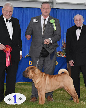 Mr & Mrs A D & H K Morris Ch Ashowai Ready To Rock JW Sh CM with veteran group judge Mr R Searle & Mr M Freeman (Secretary)