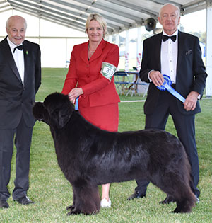 Ms S Blake, Mrs B Beck & Mrs K Moore Am Ch UK Ch Mainland Anchorbay Now I Know My Abc's with group judge Mr R Newhouse & Mr K Purglove (Chairman) 