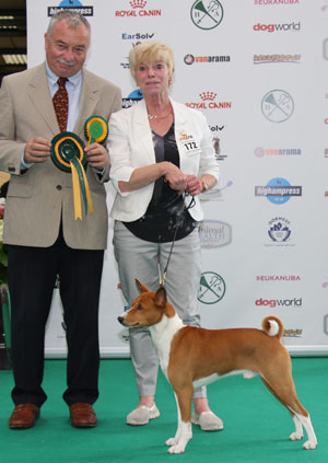 Res Veteran: Mrs E Grayson: Ch & Int Ch Tokaji American Gigolo at Embeau JW - Judge: Mr Frank Kane