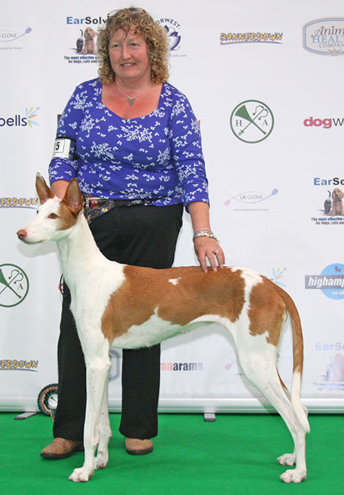 Egan & Catchpole's Ch Snowlief Prime Mover (Reserve Best Veteran in Show)