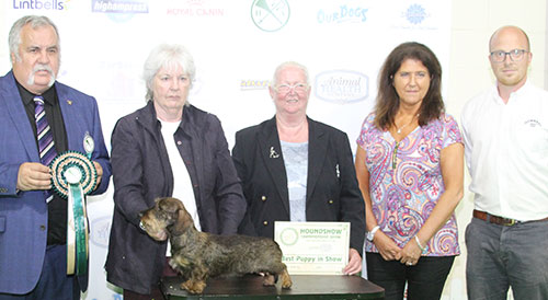 Mrs Z Thorn-Andrews & Lady L Billingshurst Drakesleat Kumquat May with BPIS judge Mr K Sinclair, Mrs H Reany (Committee) & Mr K Cadmore (Dorwest)