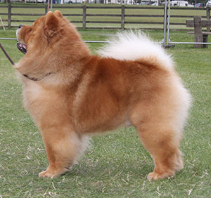 Miss L Squires Ch Kwaitang Kristian At Kyong