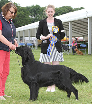 Mrs C & Mr T J Whitmore Castlerock Magic's Stake On Clearfield