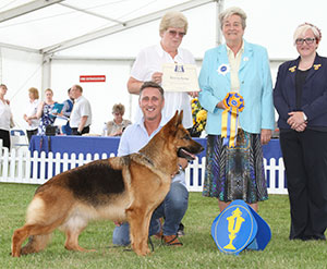 Mr J G Cullen Ch Veneze Gucci with group judge Mrs E Cartledge & Mrs L Brown (Committee)