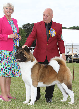 Mrs J Killilea & Mrs A Clure Ch Redwitch Will I Am with group judge Mrs P Hollings 
