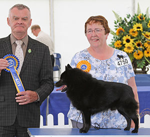 Mrs J S Mance Ch Schipdale Orlando with veteran group judge Mr E Paterson 