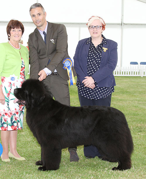 Ms S Baxter & Mr D Morris Ch Albanywater Sea Dancer At Davistell Sh CM with BVIS judge Mrs J Ward & Mrs L Brown (Committee)