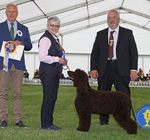 Mrs J Carruthers Sh Ch Gloi Donn All Or Nothing At Stanegate with group judge Mr P Iversen & Mr S Irving (Chairman)