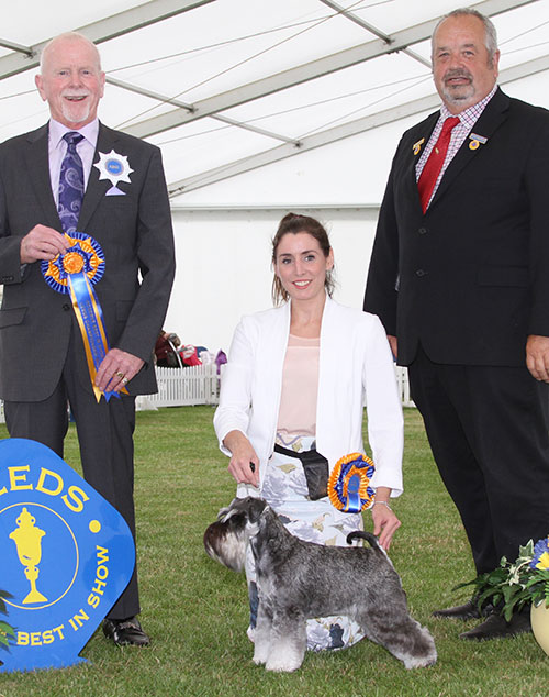 Miss K Davidson Ch Wellingley Which Way Now with BIS judge Mr J Bispham & Mr S Irving (Chairman)