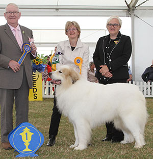 Mr & Mrs I & Y Baverstock Ch & Ir Ch Kalkasi In High Spirits JW Sh CM CW14 with veteran judge Mr D Smith & Mrs L Brown (Committee) 