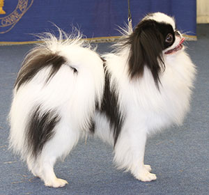 Mr A Allcock MBE Littletigers Damage Case At Sleepyhollow (Imp) It