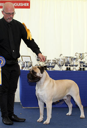 Ms J A Davies Ch Hyerdunscar On A Mission With Coulbymoor JW