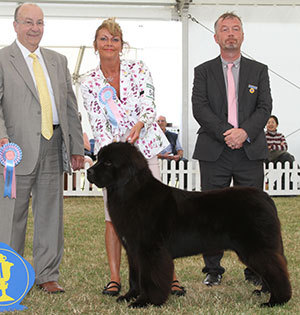 Mr & Mrs A & K Farrar Disoranto Juliana Blue At Darkpeak with puppy group judge Mr K Nathan & Mr P Allen (Committee)n