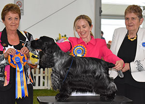 Miss S Amos-Jones Sh Ch Veratey Vincenzo At Cassom JW with group judge Mrs J Peak & Mrs J Miller (Cocker Spaniel Judge)