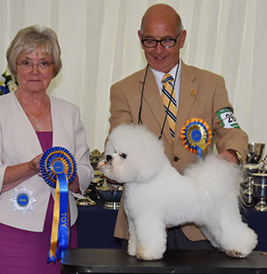 Messrs M Coad & R Smith Ch Regina Bichon You Rock My World at Pamplona with group judge Mrs I McManus 