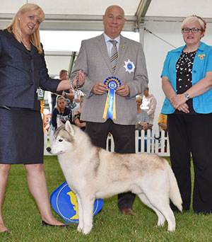 Mr E A Rees Ch Winter Melody Hot On The Top At Amical JW (Imp) with veteran group judge Mr D Killilea & Mrs L Brown (Committee))