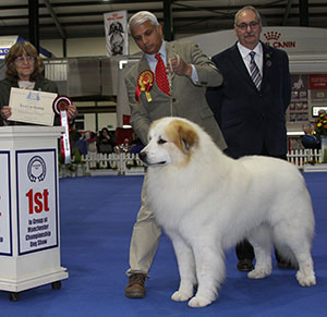 Nagrecha, Mattison-Sandstrom & Sandstrom Ch Viskalys My Way Or No Way To Chandlimore (Imp) with group judge Mrs S Garner & Mr S Atkinson (Chairman)