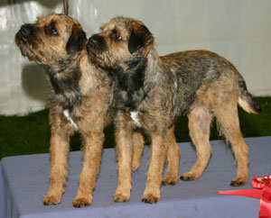 Terrier Group Best Brace