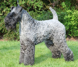 Terrier Group 3rd