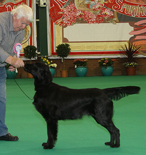 Mrs K Armstrong Bitcon Carefree with puppy group judge Mr G Clarke