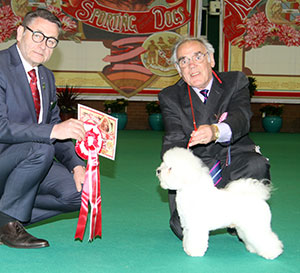 Mr D V & Mrs S A Walklate Ashoka Tailor Made with puppy group judge Mr K Jarvinen