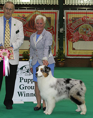 Mr N & Mrs A Allan Allmark The Sequel TAF with puppy group judge Mr B Reynolds-Frost 