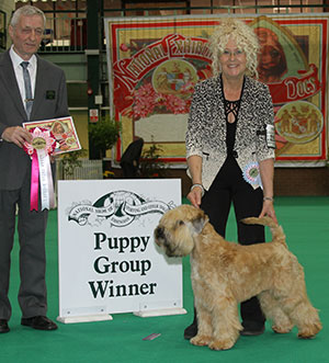 Miss S Withington Fantasa Blonde Rufus with puppy group judge Mr K Bartlett