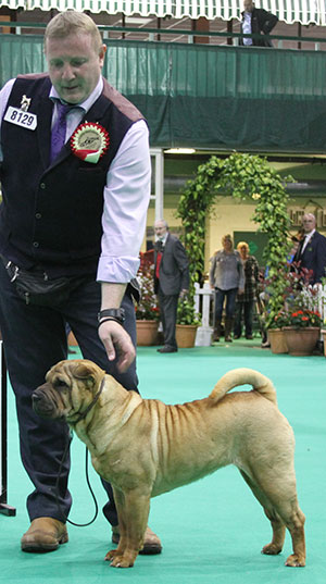 Mr & Mrs A S & H K MORRIS Ch Ashowai Taste Of Diamonds JW Sh CM