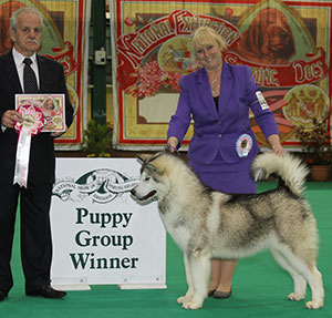Ms S Ellis Chayo One Moment In Time with puppy group judge Mr S Hall
