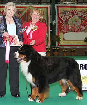 Mrs C Harley-Mair & Mr G Dybdall Ch Meadowpark High Class with group judge Mrs S Searle