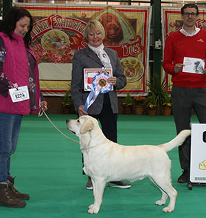 Mrs E Young Potterspiney Silas with puppy group judge Mrs P Williams & Mr J Wolstenholme (Royal Canin) 