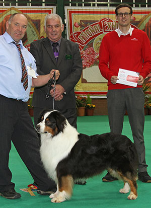 Mr P & Mrs Y Simmons Sh Ch Allmark Licence To Thrill with veteran group judge Mr R C Kinsey & Mr J Wolstenholme (Royal Canin)L