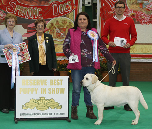 Mrs E Young Potterspiney Silas with BPIS judge Mrs S Marshall, Mrs J Griffiths & Mr J Wolstenholme (Royal Canin) 