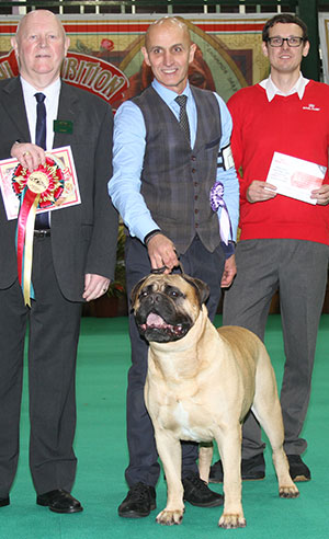 Mr P J Myers & Miss D Morgan Ch Old Manila's Whisky Mac For Optimus JW with veteran group judge Mr J Purnell & Mr J Wolstenholme (Royal Canin) 