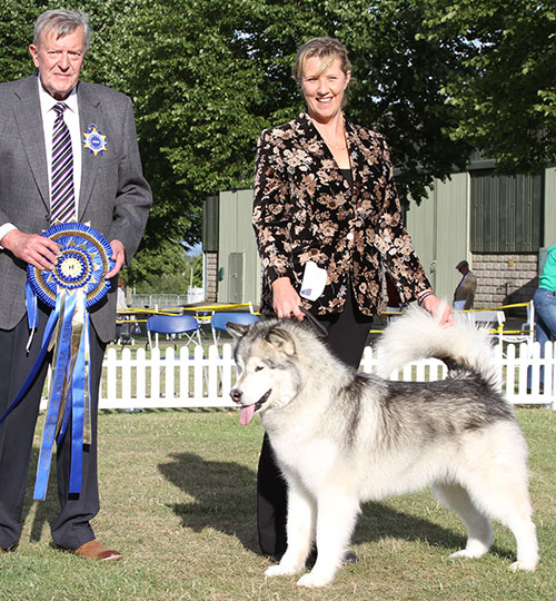 Mrs L & Mr W Mort Ch Arcticbreeze Midnite Echo with BVIS judge Mr J Peach 