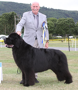 Mrs L Chapman & Mr T Chapman Ch Merrybear D' Artagnan 