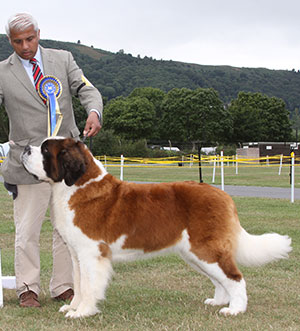 Miss A Grainger & Mr T Nagrecha Ch Chandlimore Sparks Will Fly Over Samhaven