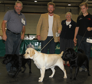 Small - Labrador Retriever with breeder group judge Mrs P Blay