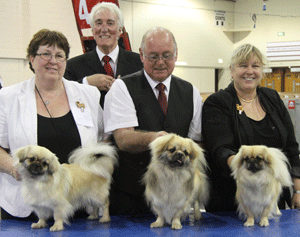 Quest - Tibetan Spaniels with breeder group judge Mr S Mallard 