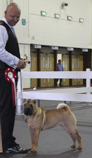 Mr A Stephenson & Mr D Rees Ch Loupei's No Woman No Cry 