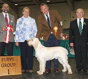 Mrs S & Miss S Knowles & Miss I Glen Afterglow Hashtag Scandal at Bessalone with puppy group judge Mrs M Purnell-Carpenter, Mr B Limpus (Show manager) & Mr A Bongiovanni (Royal Canin) 