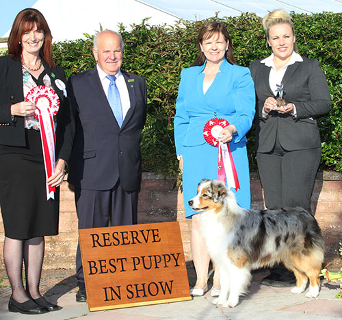 Miss F Miller & Mr M Haslam Allmark Glamour N'glitz At Meitza with BPIS judge Mrs D Stewart-Ritchie, Mr B Limpus (Show Manager) & L Carter (Royal C)