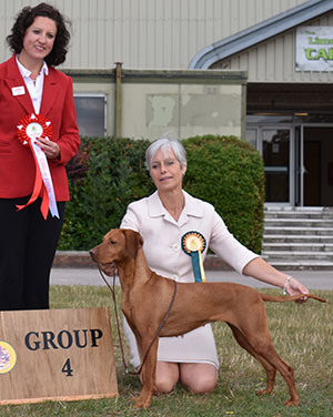 Ms E M Bradley Sh Ch Vizslanya Vivmany By Highforce JW Sh.CM ShCE with E Moorhouse (Royal Canin)