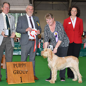 Mr & Mrs L & C Sharp Affilato All About Me with puppy group judge Mr L Cox, Mr K Cooper (Treasurer) & E Moorhouse (Royal Canin) 