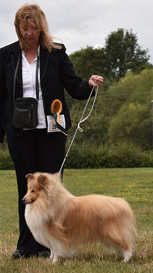 Dr J Hill Ch Aust Ch Hartly How About Me For Molson (Imp) Au 