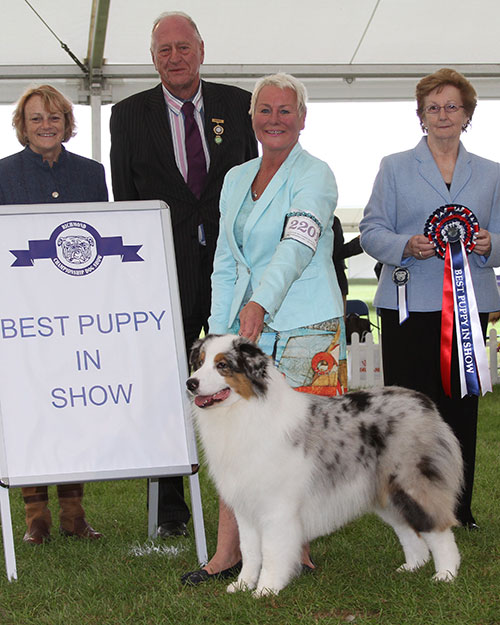 Mr N & Mrs A Allan & Mr A Winfrow Allmark The Sequel JW with BPIS judge Mrs S M Marshall, Mr N Bryce-Smith (Chairman) & J Buttle (Plush Puppy)